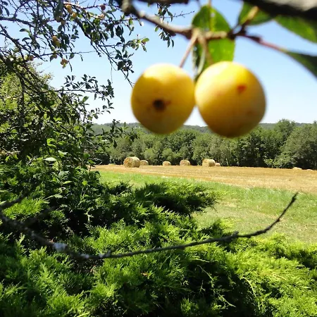 Domaine Des Cedres *